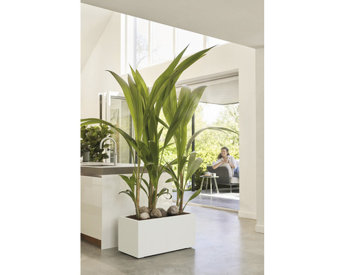 Interieur met rechthoekige plantenbak, kokospalm en decoratieve stenen