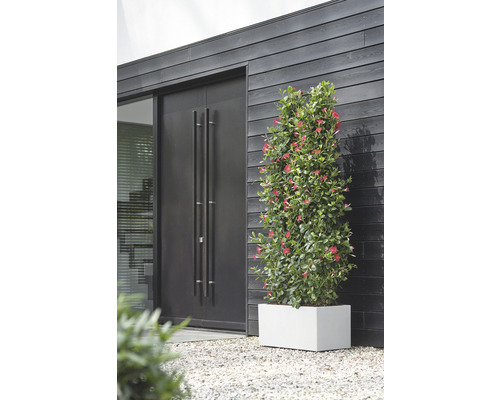 Buitenaanzicht van een huis met een houten deur, een raam en een Mandevilla plant in een pot op een grindpad.