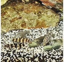 Verschillende siervissen in aquarium met stenen en grind