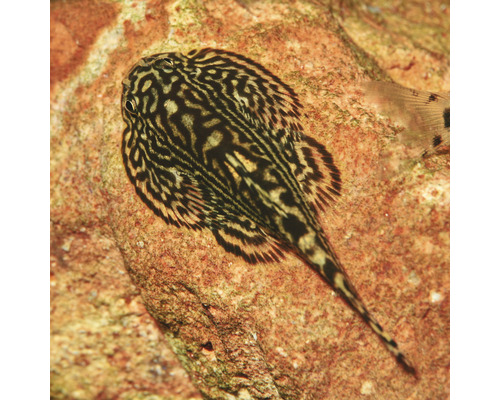 Gevlekte platte meerval op een steen