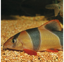Clownbotia in aquarium