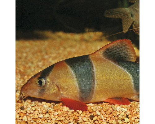 Clownbotia in aquarium