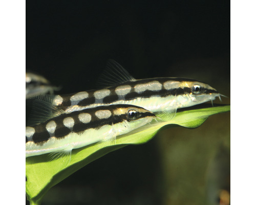Twee Botia macracantha''s op een blad voor het aquarium