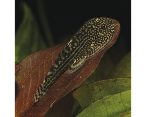 Harnasmaakvis op een blad