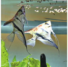 Twee maanvissen in aquarium