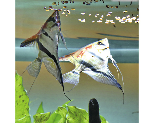 Twee maanvissen in aquarium