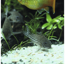 Pantser meervallen in aquarium