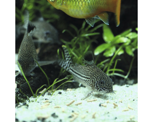 Pantser meervallen in aquarium