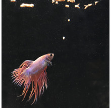 Siamese kempvis in aquarium met voer
