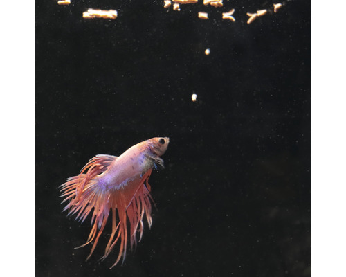 Siamese kempvis in aquarium met voer