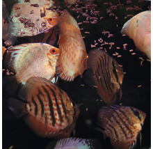 Close-up van meerdere discusvissen in een aquarium