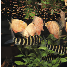Aquarium met discussen en Siamese algeneters