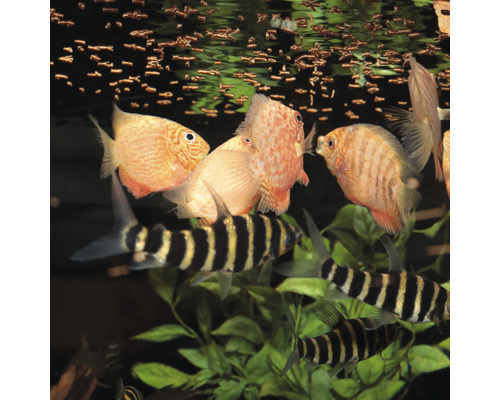 Aquarium met discussen en Siamese algeneters