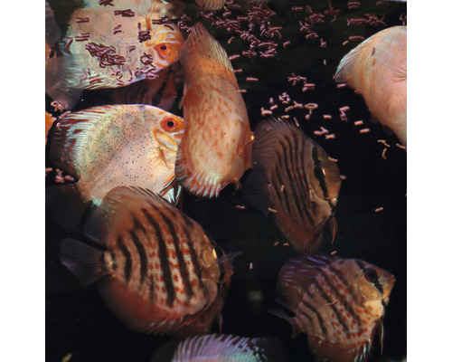 Groep discusvissen in aquarium