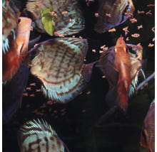 Meerdere discusvissen in aquarium