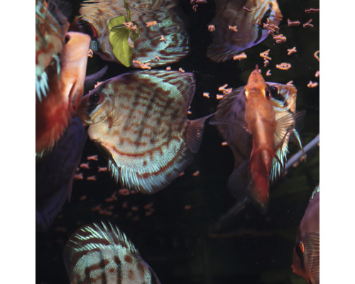 Meerdere discusvissen in aquarium