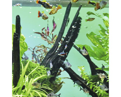 Aquarium met vissen, planten en decoraties