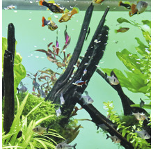 Aquarium met vissen, planten en decoratie