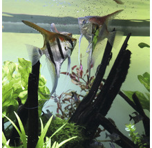 Twee maanvissen in aquarium met planten en decoratie.