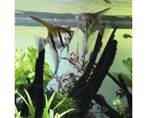 Twee maanvissen in aquarium met planten en decoratie.