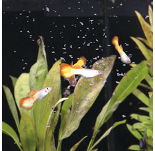 Aquariumscène met guppy''s en waterplanten