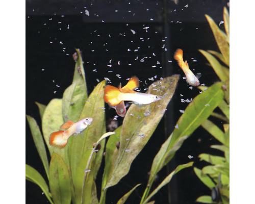 Aquariumscène met guppy''s en waterplanten