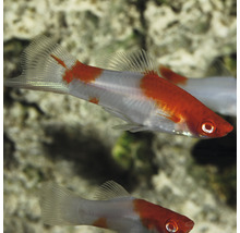 Zwaarddrager vis in aquarium