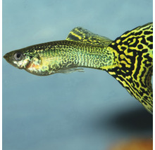 Guppy vis met een gestreepte staart