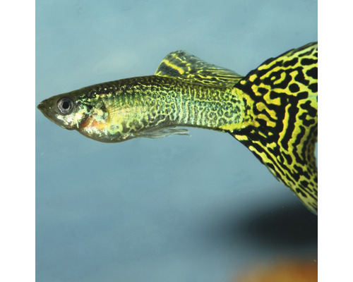 Guppy vis met een gestreepte staart
