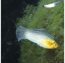 Goudmolly in aquarium met waterplanten