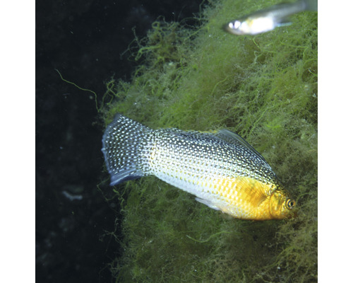 Goudmolly in aquarium met waterplanten