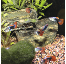 Verschillende guppy''s in een aquarium met planten en stenen