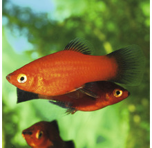 Twee rode platys in aquarium
