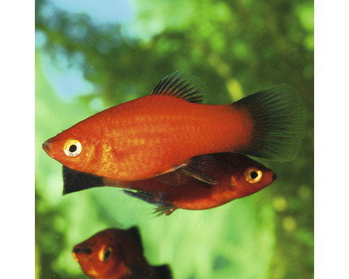 Twee rode platys in aquarium