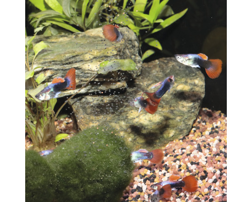 Meerdere guppy''s in een aquarium met stenen en planten
