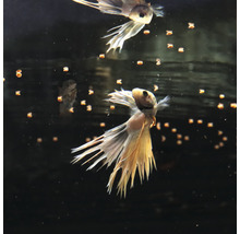 Siamese vechtvissen met voer in aquarium