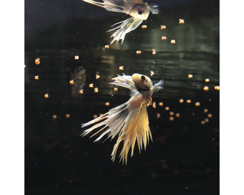Siamese vechtvissen met voer in aquarium