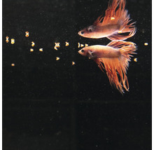 Twee Siamese vechtvissen in aquarium met visvoer