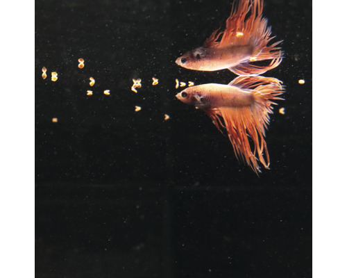 Twee Siamese vechtvissen in aquarium met visvoer