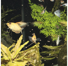 Aquarium met verschillende soorten vissen en waterplanten.