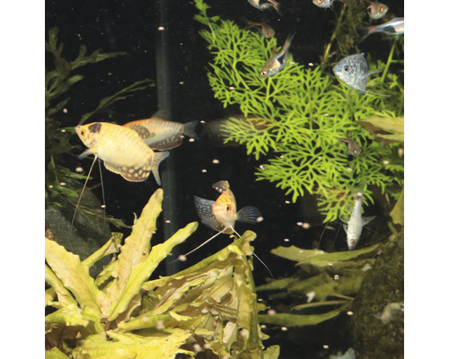 Aquarium met verschillende soorten vissen en waterplanten.