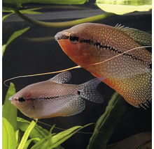 Twee goerami''s in het aquarium