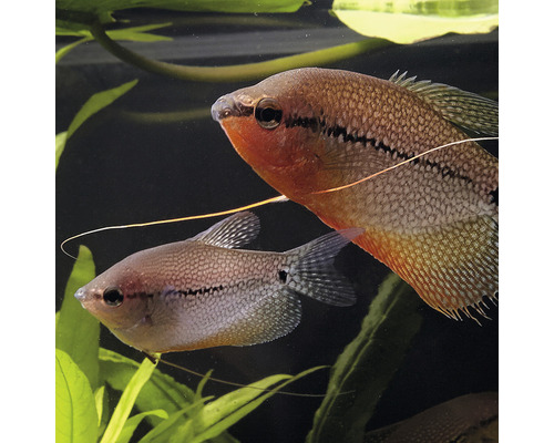 Twee goerami''s in het aquarium