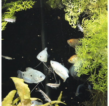 Aquarium met vissen en waterplanten