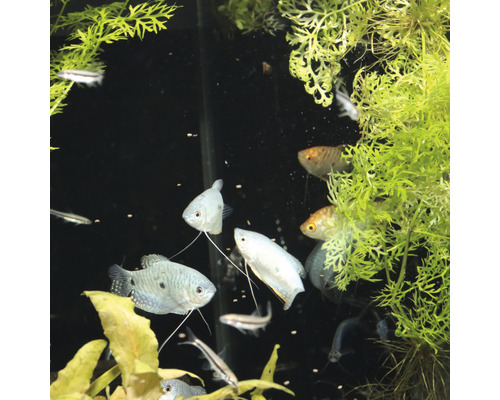 Aquarium met vissen en waterplanten
