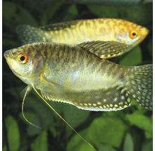 Twee goerami''s in het aquarium