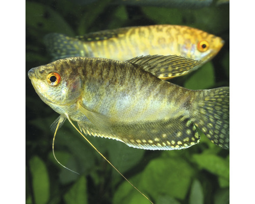 Twee goerami''s in het aquarium