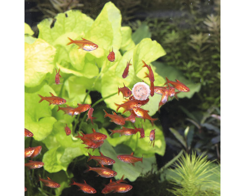 Groep rode siervissen in aquarium met waterplanten