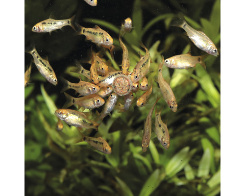 Groep bittervoorns rond een voederautomaat