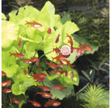 Groep Rode Rio tetra''s in aquarium met planten